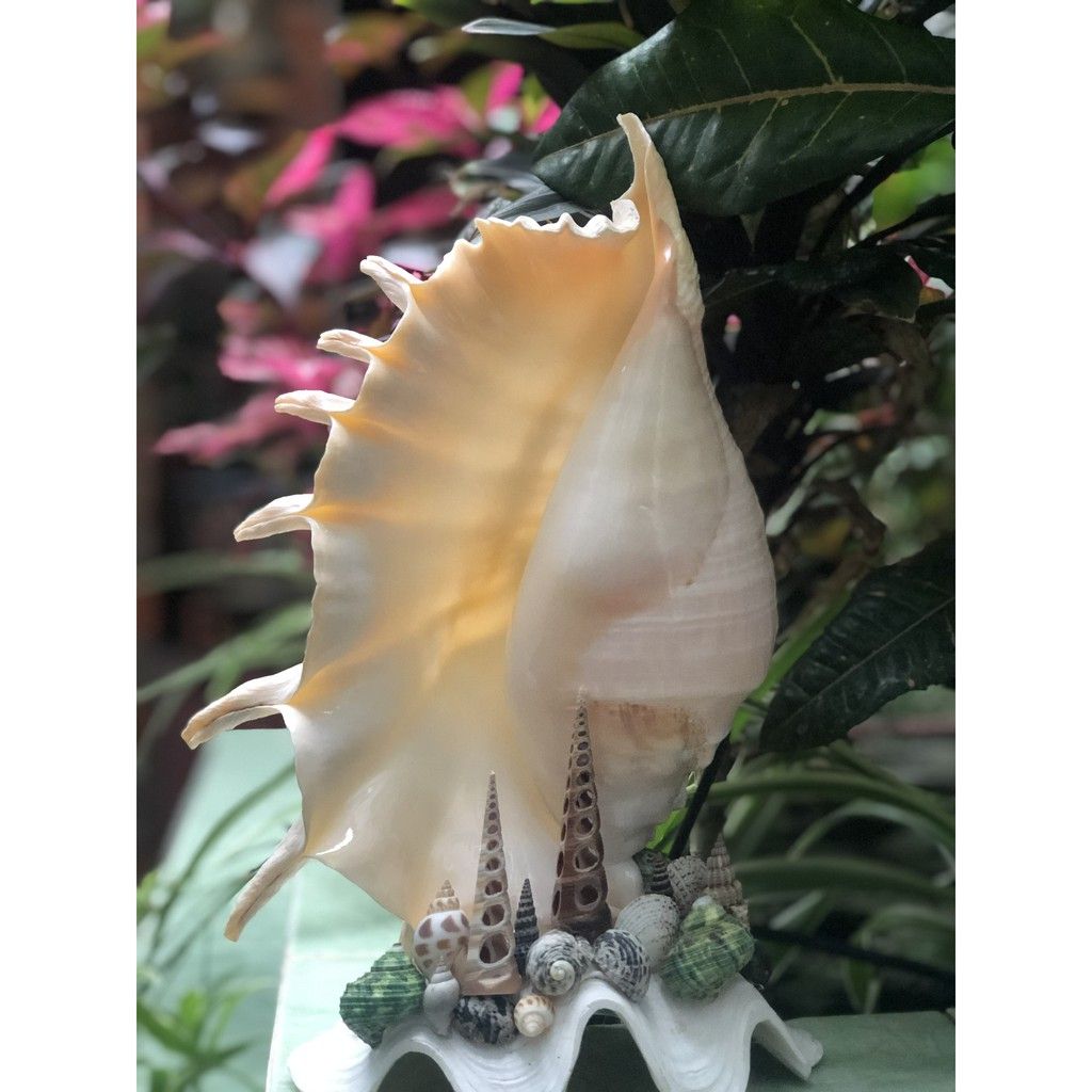 Đèn Vỏ Ốc Trang Trí,Vỏ Ốc Tai Bè, Màu sắc Tự Nhiên Cao 30cm