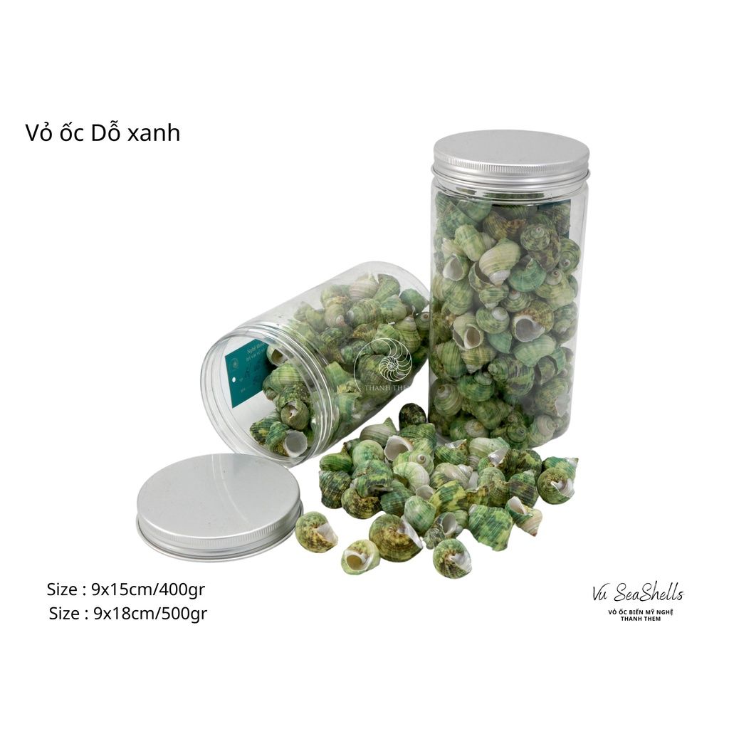 Vỏ Ốc Biển - Hủ Vỏ Ốc Dỗ Xanh - Dùng Trong Trang Trí - Decor Chụp Ảnh
