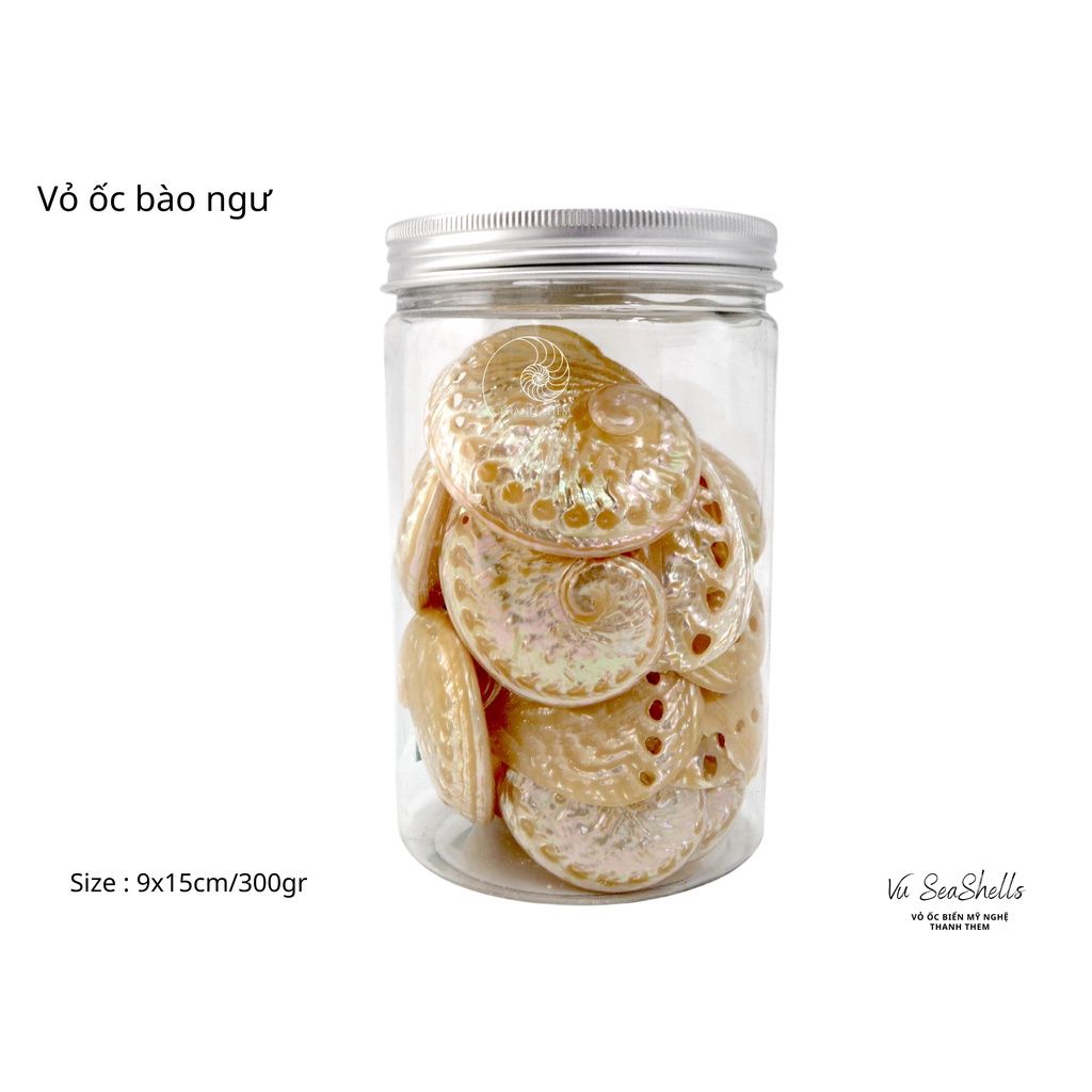 Vỏ Ốc Biển - Hủ Vỏ Ốc Bào Ngư - Dùng Trong Trang Trí - Decor Chụp Ảnh