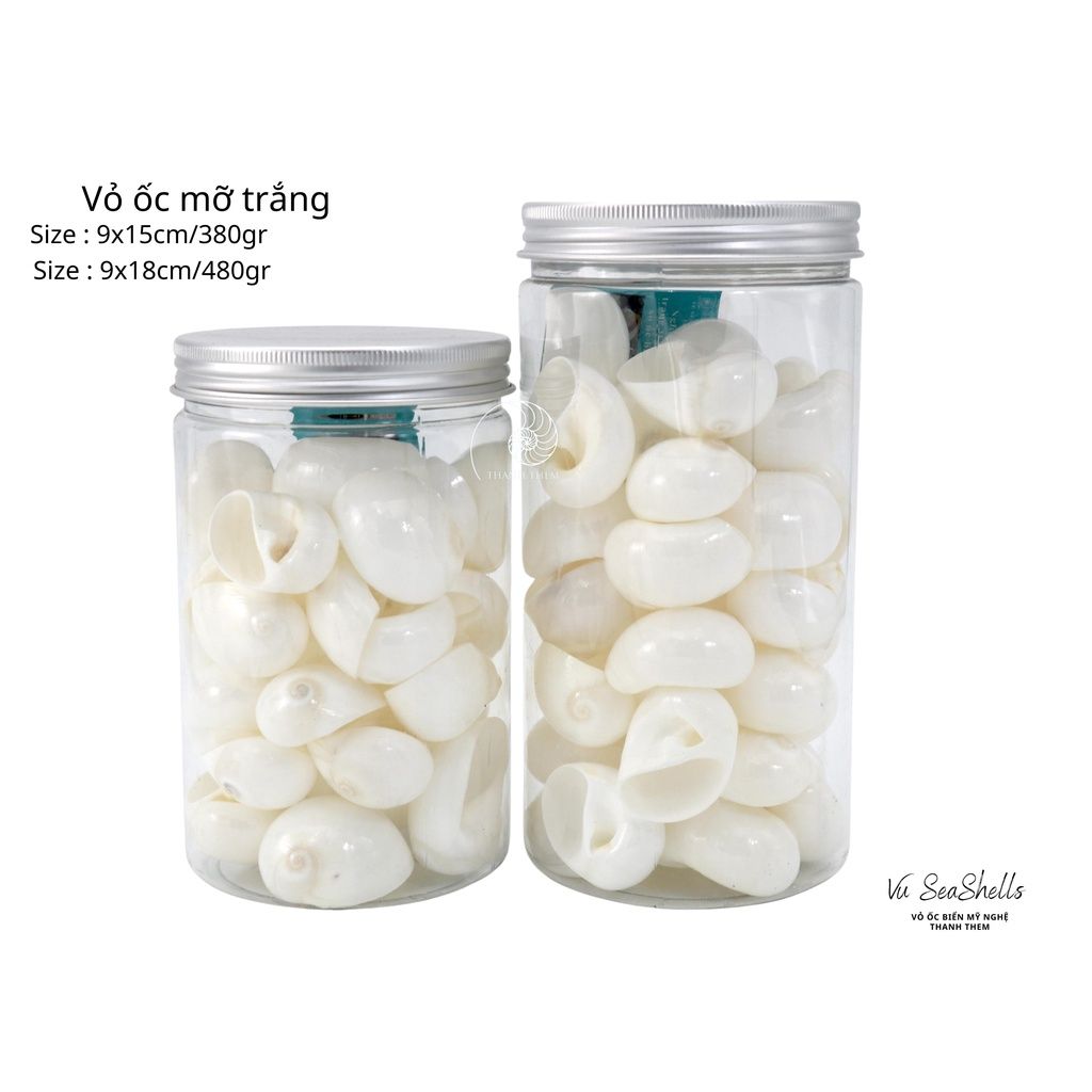 Vỏ Ốc Biển - Hủ Vỏ Ốc Mỡ Trắng Dầy - Dùng Trong Trang Trí - Decor Chụp Ảnh