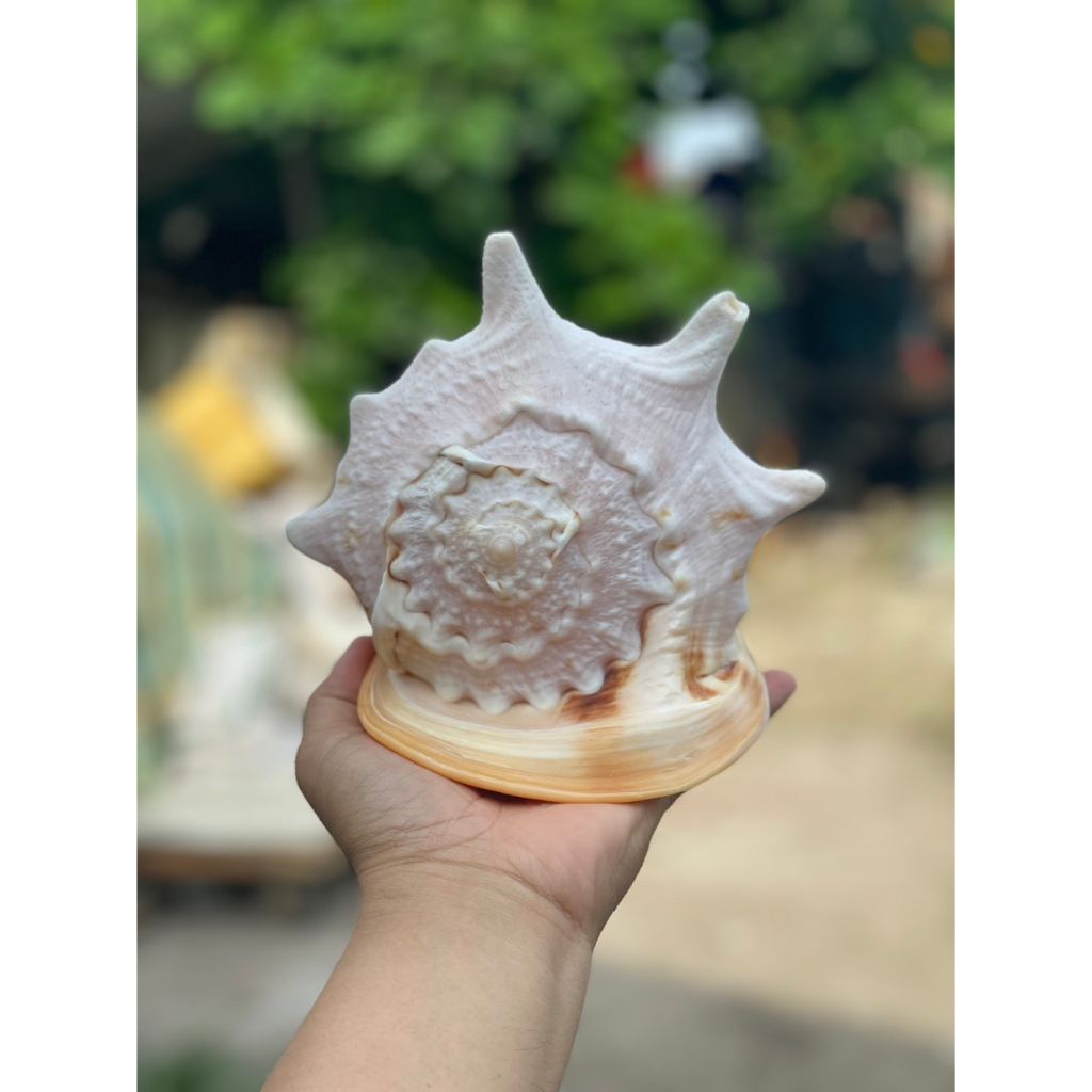 Vỏ ốc biển - phong thuỷ - Vỏ ốc kim khôi - Màu sắc tự nhiên - kích thước đến 20cm