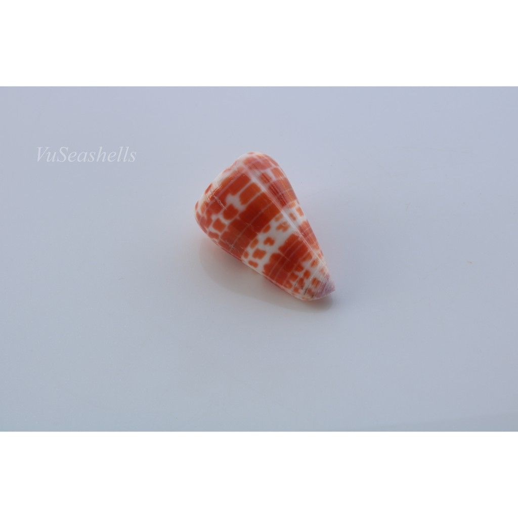 Vỏ Ốc Cối Đỏ