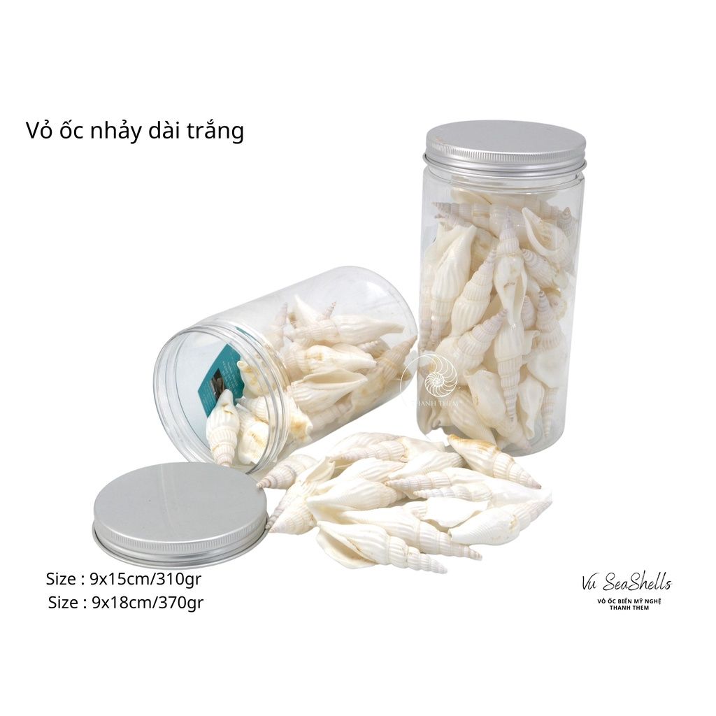 Vỏ Ốc Biển - Hủ Vỏ Ốc Nhảy Dài Trắng - Dùng Trong Trang Trí - Decor Chụp Ảnh