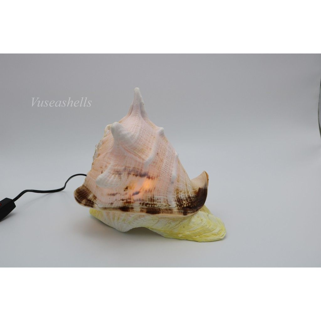 Đèn Trang Trí, Làm Từ Vỏ Ốc Biển Tự Nhiên , Vỏ ốc Kim Khôi