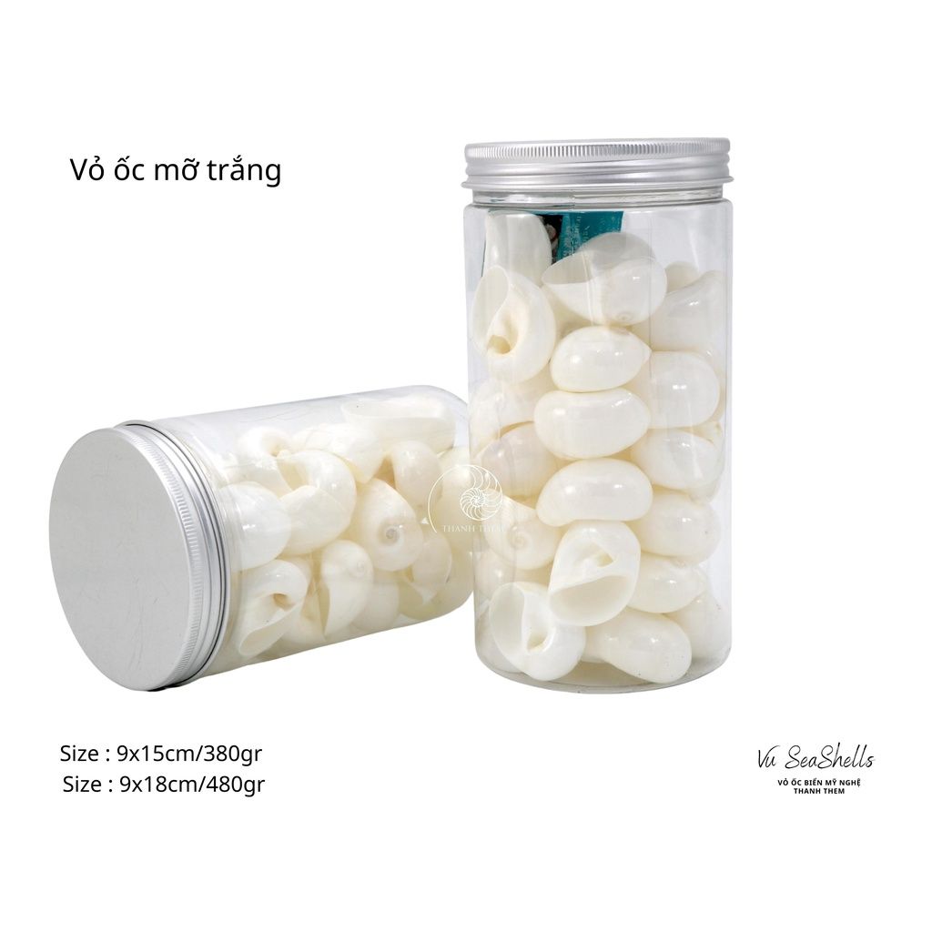 Vỏ Ốc Biển - Hủ Vỏ Ốc Mỡ Trắng Dầy - Dùng Trong Trang Trí - Decor Chụp Ảnh