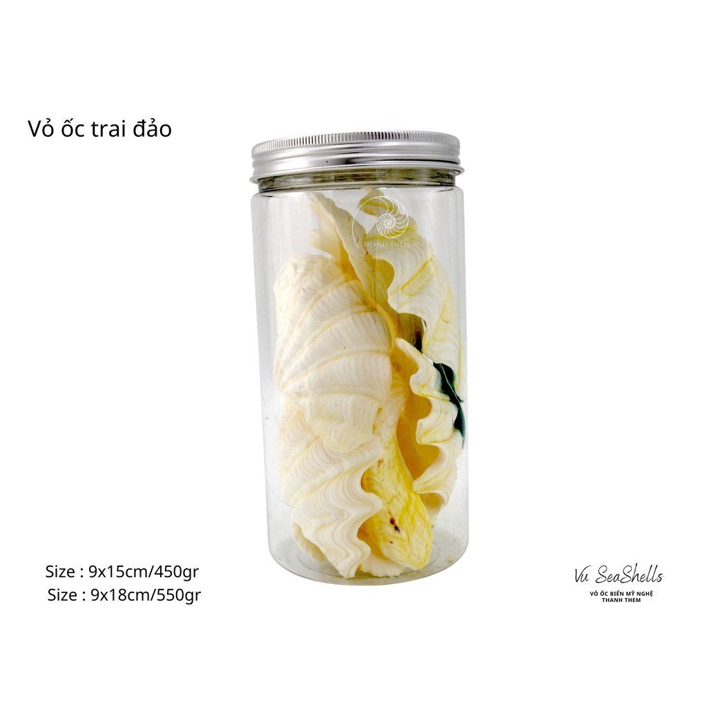 Vỏ Ốc Biển - Hủ Vỏ Sò Trai Đảo - Dùng Trong Trang Trí - Decor Chụp Ảnh