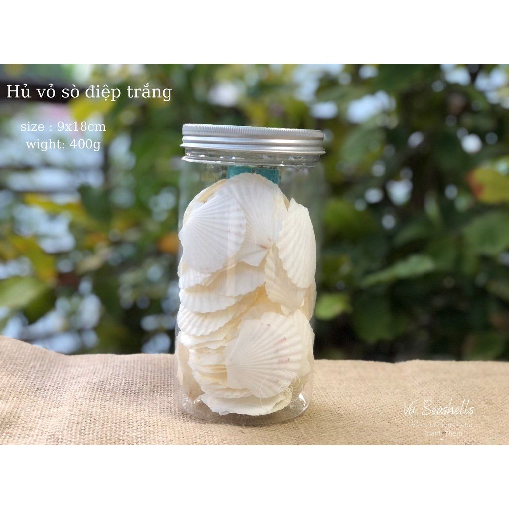 Vỏ Ốc Biển - Hủ Vỏ Sò Điệp Trắng - Dùng Trong Trang Trí - Decor Chụp Ảnh