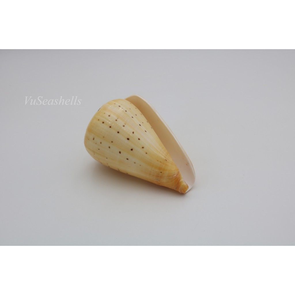 Vỏ Ốc Cối Vàng, Đủ kích thước,màu sắc tự nhiên