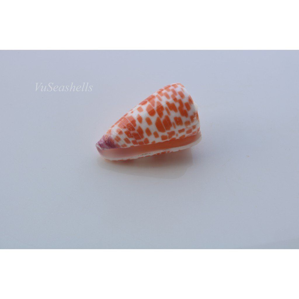 Vỏ Ốc Cối Đỏ
