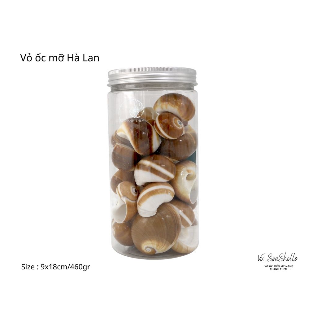 Vỏ Ốc Biển - Hủ Vỏ Ốc Mỡ Hà Lan - Dùng Trong Trang Trí - Decor Chụp Ảnh