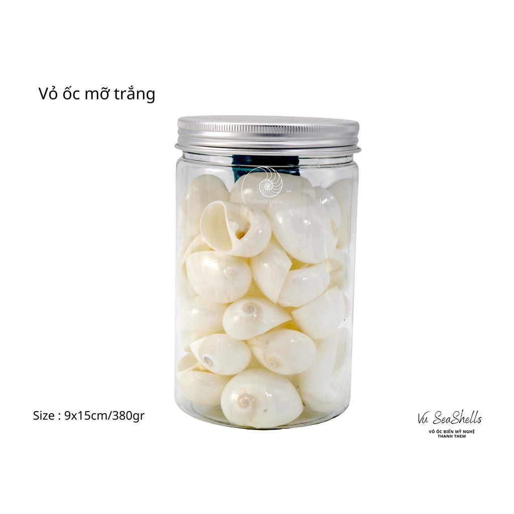 Vỏ Ốc Biển - Hủ Vỏ Ốc Mỡ Trắng Dầy - Dùng Trong Trang Trí - Decor Chụp Ảnh