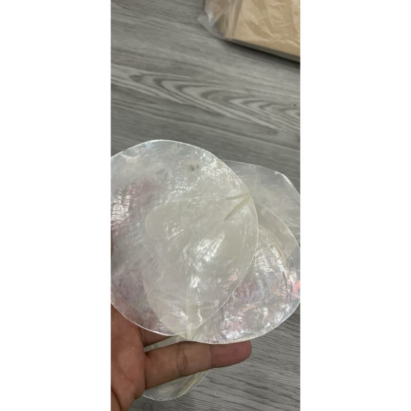 set 10 vỏ ốc điệp trắng - dùng trong thiết kế, viết chữ sự kiện