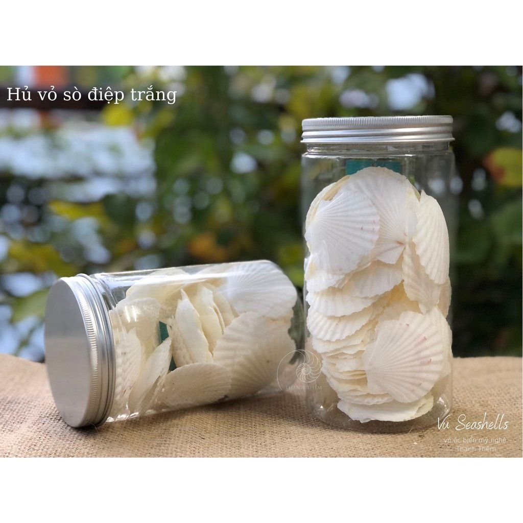 Vỏ Ốc Biển - Hủ Vỏ Sò Điệp Trắng - Dùng Trong Trang Trí - Decor Chụp Ảnh