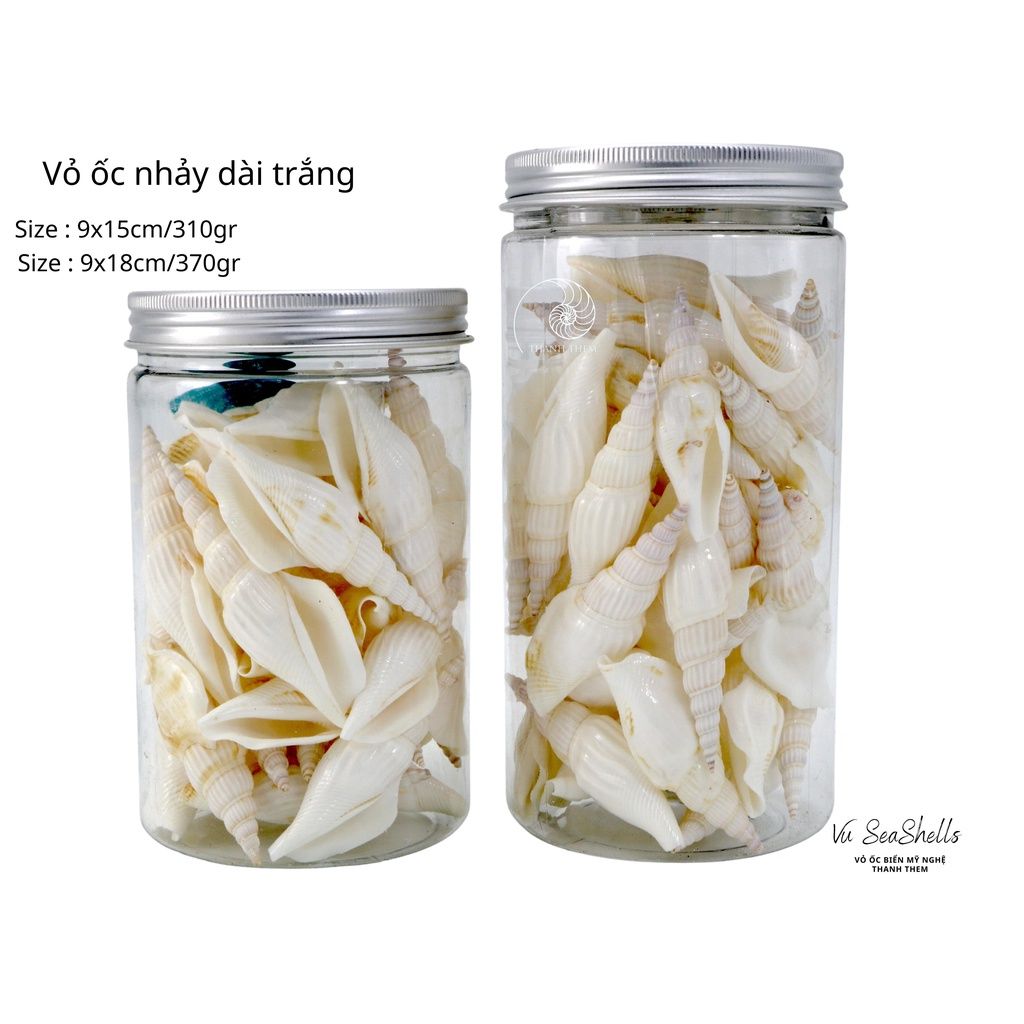 Vỏ Ốc Biển - Hủ Vỏ Ốc Nhảy Dài Trắng - Dùng Trong Trang Trí - Decor Chụp Ảnh