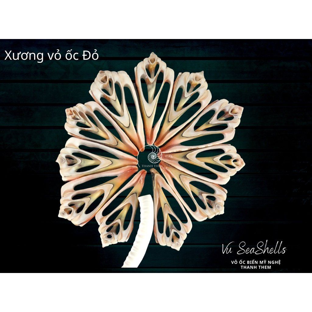  Phụ Kiện Decor - 10 Xương Vỏ Ốc - Vỏ Ốc Biển 