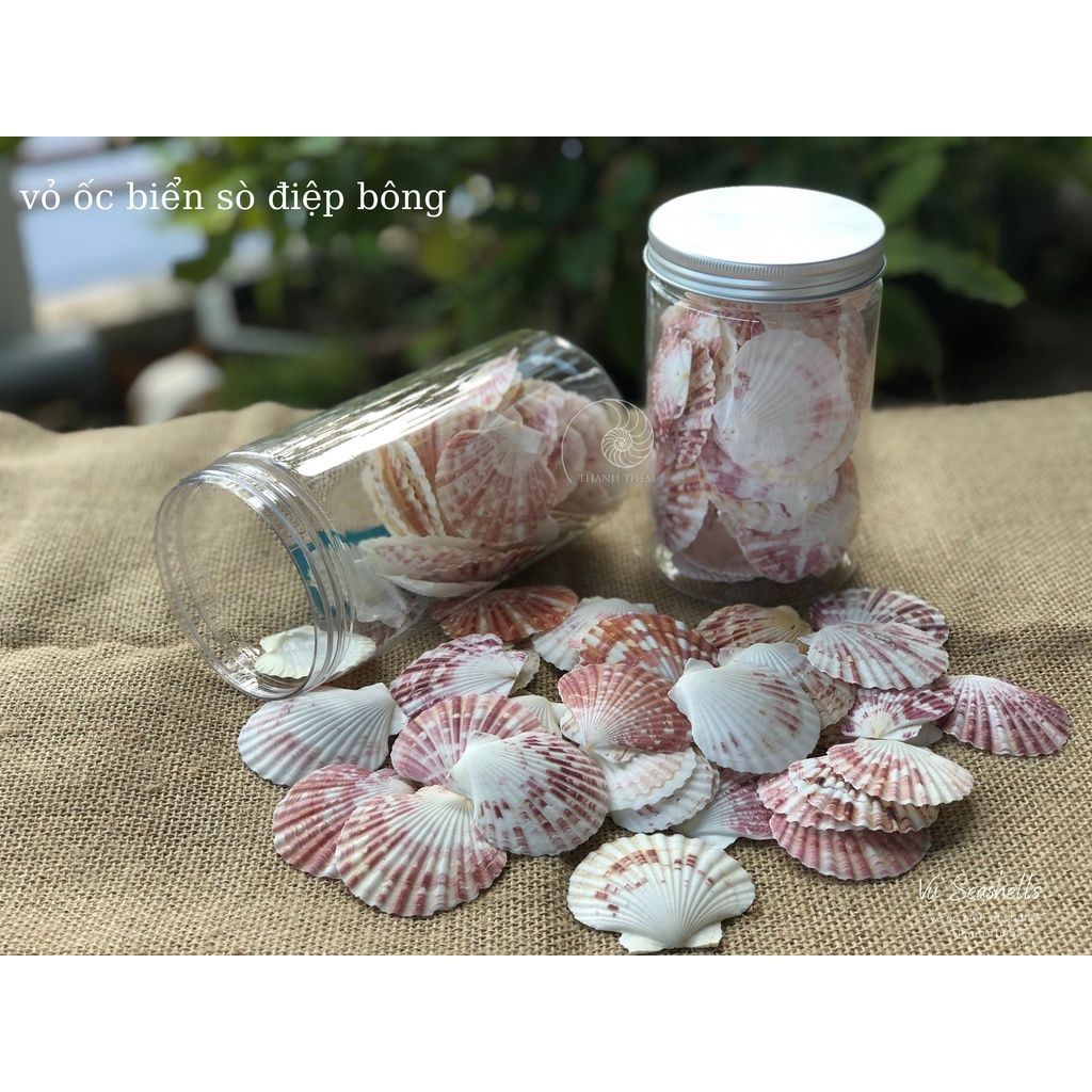 Vỏ Ốc Biển - Hủ Vỏ Sò Điệp Bông - Dùng Trong Trang Trí - Decor Chụp Ảnh