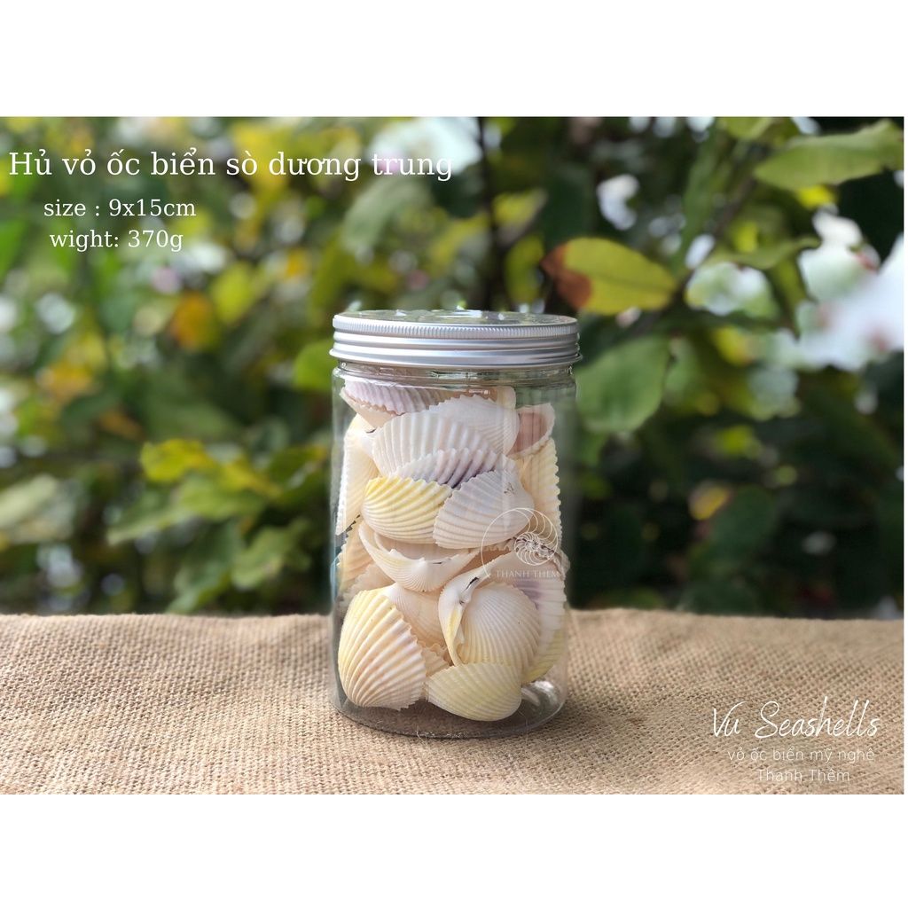 Vỏ Ốc Biển - Hủ Vỏ Sò Dương - Dùng Trong Trang Trí - Decor Chụp Ảnh.