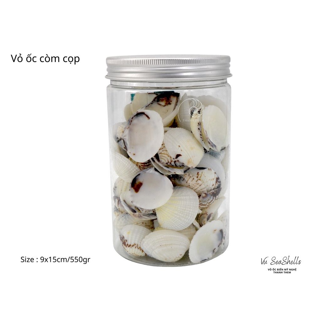 Vỏ Ốc Biển - Hủ Vỏ Còm Cọp - Dùng Trong Trang Trí - Decor Chụp Ảnh
