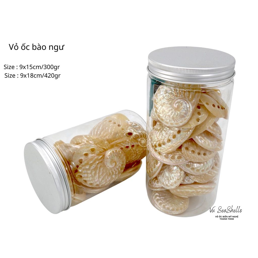 Vỏ Ốc Biển - Hủ Vỏ Ốc Bào Ngư - Dùng Trong Trang Trí - Decor Chụp Ảnh