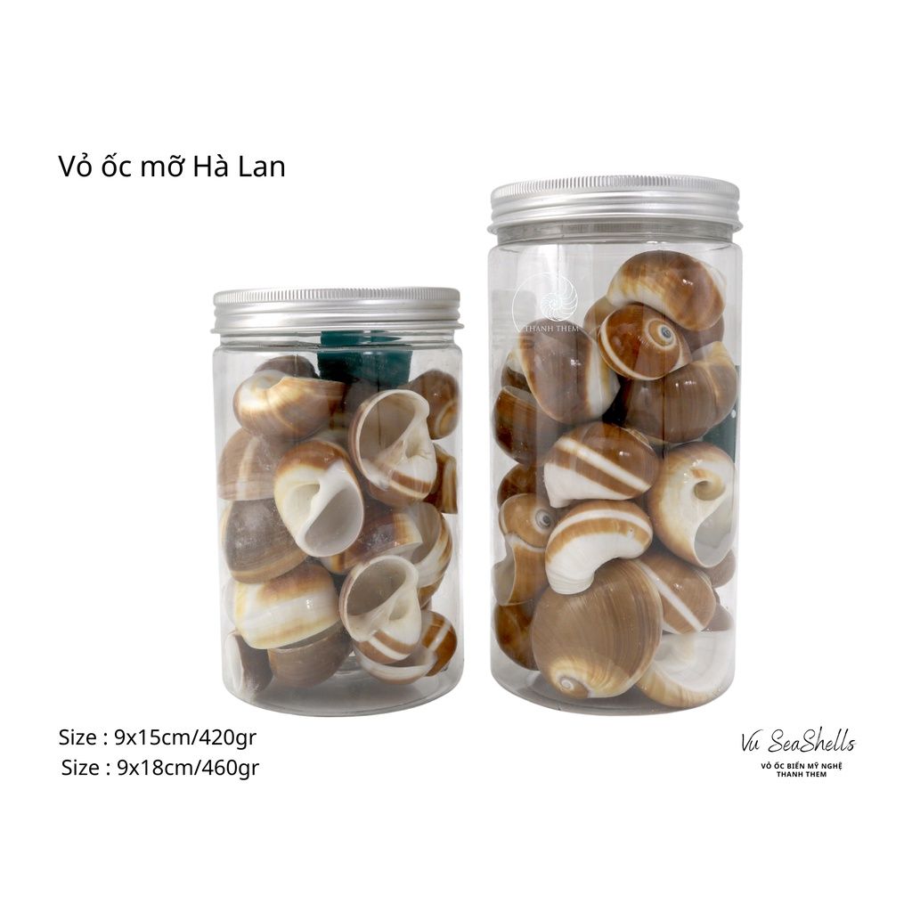 Vỏ Ốc Biển - Hủ Vỏ Ốc Mỡ Hà Lan - Dùng Trong Trang Trí - Decor Chụp Ảnh