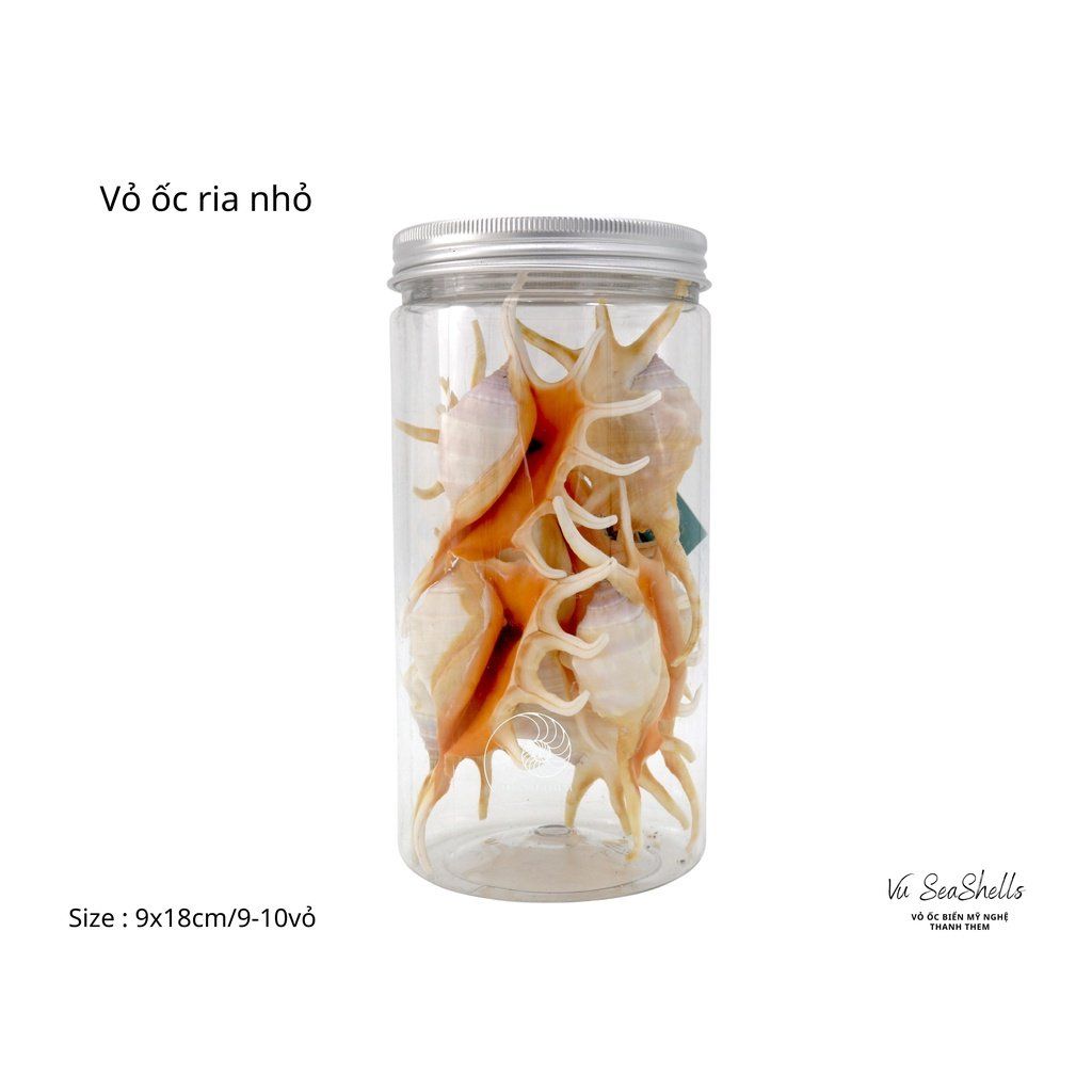 Vỏ Ốc Biển - Hủ Vỏ Ốc Tai Ria - Dùng Trong Trang Trí - Decor Chụp Ảnh