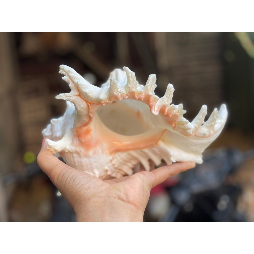 Vỏ Ốc Gai Trắng Lớn