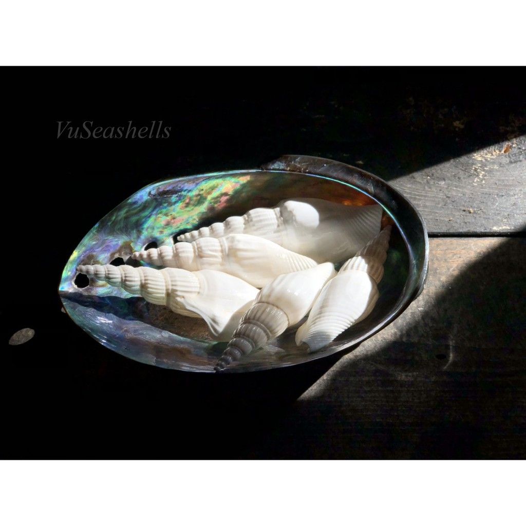 Vỏ Ốc Bào Ngư Xanh Newzealand