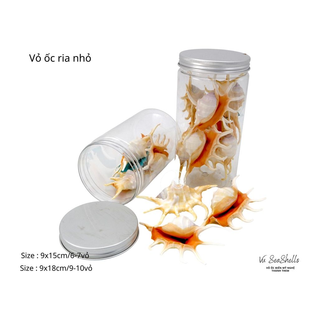 Vỏ Ốc Biển - Hủ Vỏ Ốc Tai Ria - Dùng Trong Trang Trí - Decor Chụp Ảnh