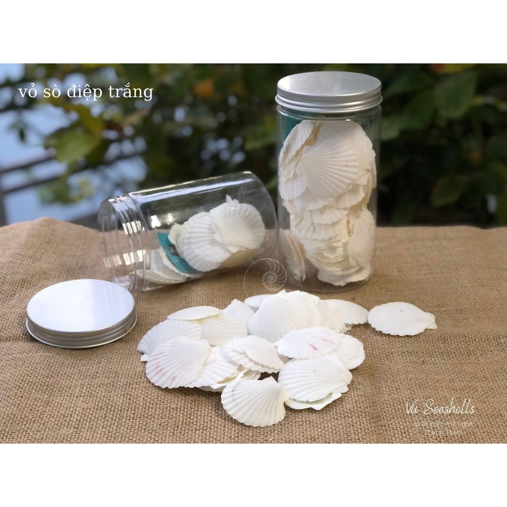Vỏ Ốc Biển - Hủ Vỏ Sò Điệp Trắng - Dùng Trong Trang Trí - Decor Chụp Ảnh