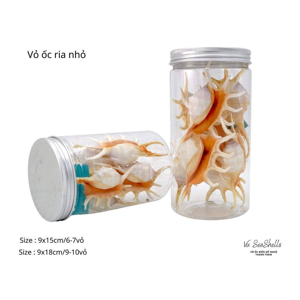 Vỏ Ốc Biển - Hủ Vỏ Ốc Tai Ria - Dùng Trong Trang Trí - Decor Chụp Ảnh