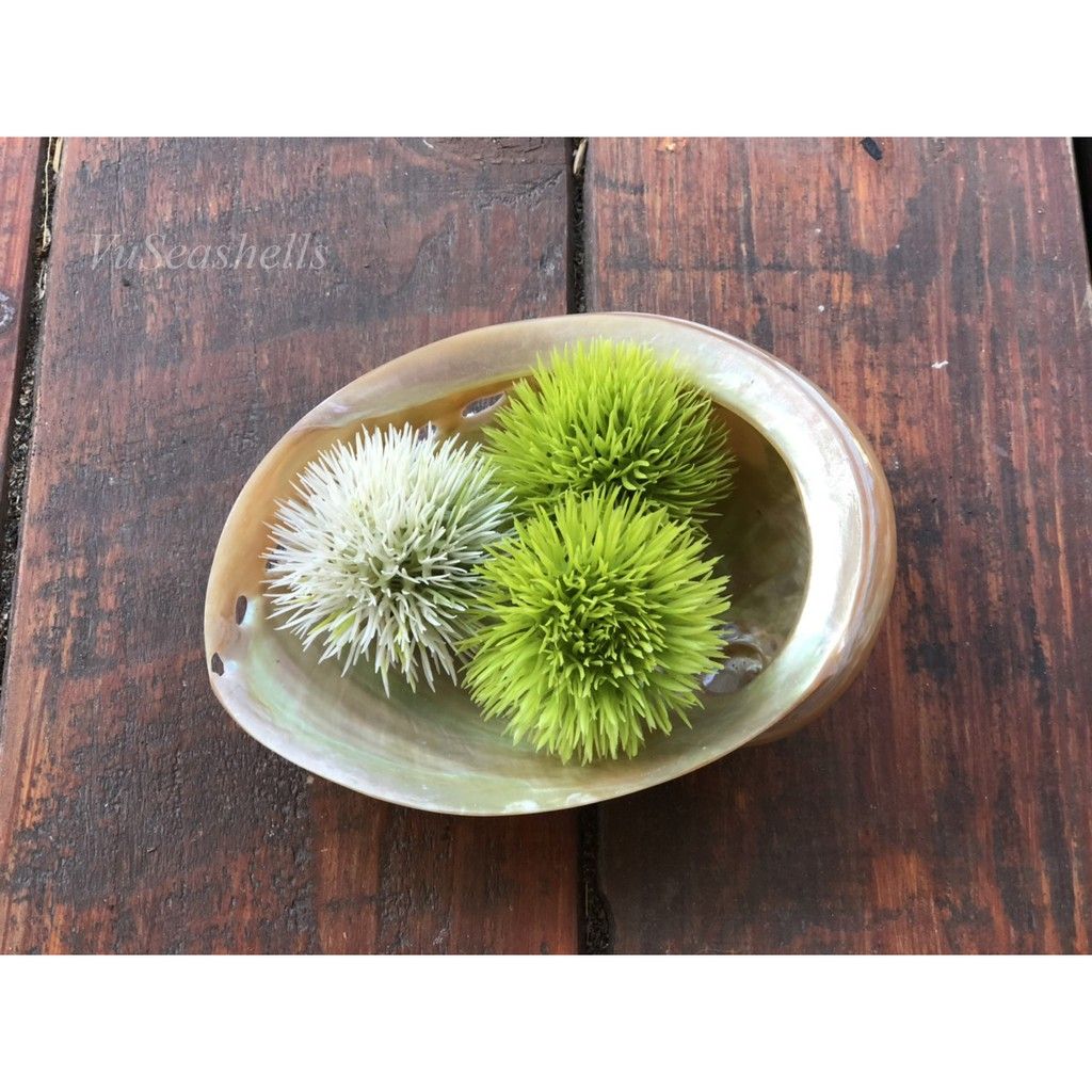 Vỏ Ôc Bào Ngư Đỏ Newzealand