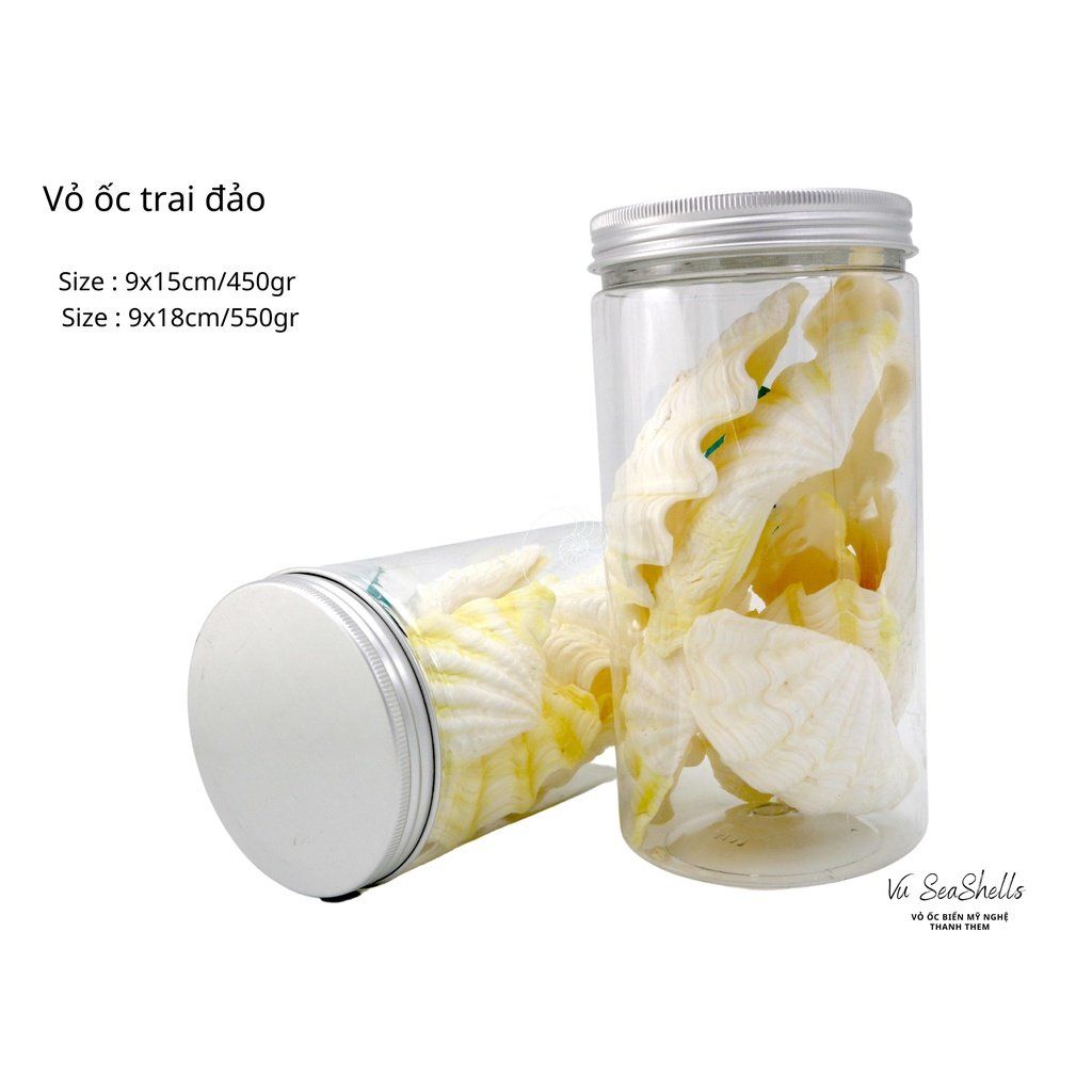 Vỏ Ốc Biển - Hủ Vỏ Sò Trai Đảo - Dùng Trong Trang Trí - Decor Chụp Ảnh