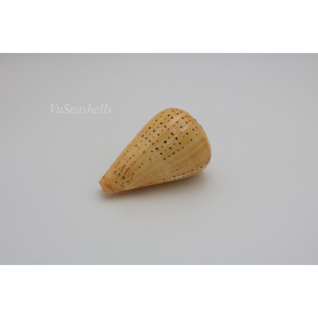 Vỏ Ốc Cối Vàng, Đủ kích thước,màu sắc tự nhiên