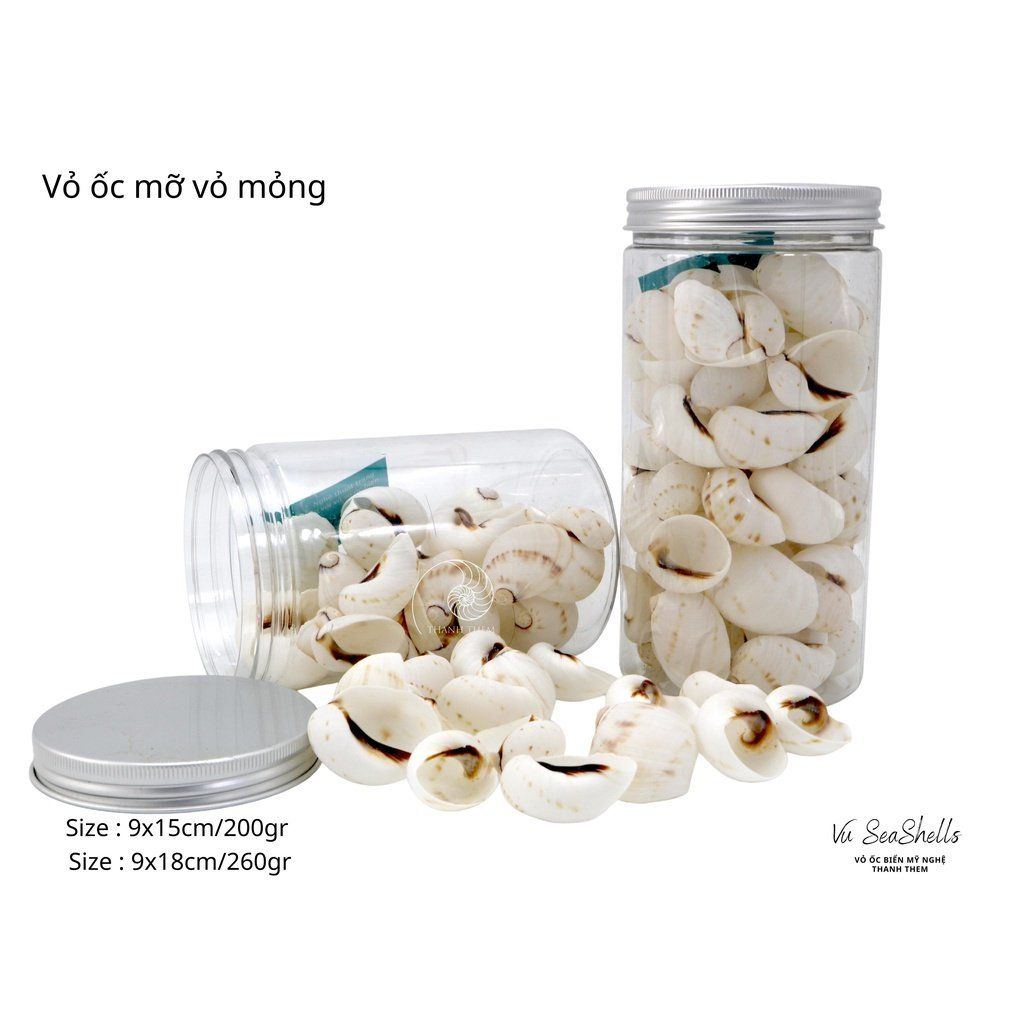 Vỏ Ốc Biển - Hủ Vỏ Ốc Mỡ Trắng Mỏng - Dùng Trong Trang Trí - Decor Chụp Ảnh