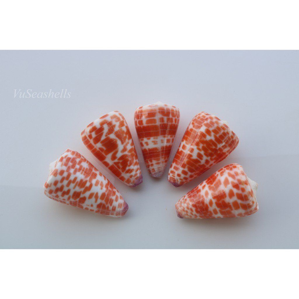 Vỏ Ốc Cối Đỏ