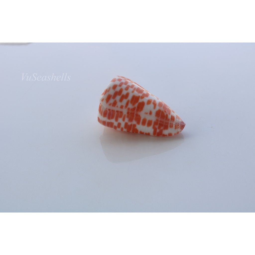 Vỏ Ốc Cối Đỏ