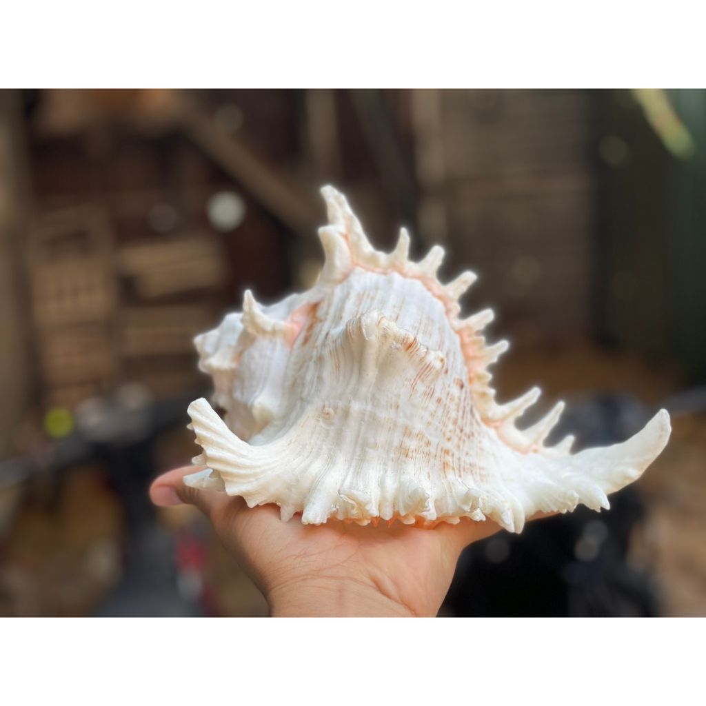 Vỏ Ốc Gai Trắng Lớn