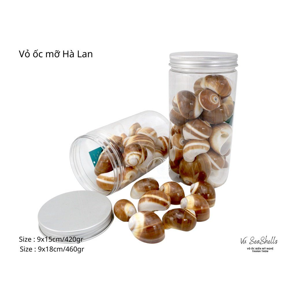 Vỏ Ốc Biển - Hủ Vỏ Ốc Mỡ Hà Lan - Dùng Trong Trang Trí - Decor Chụp Ảnh