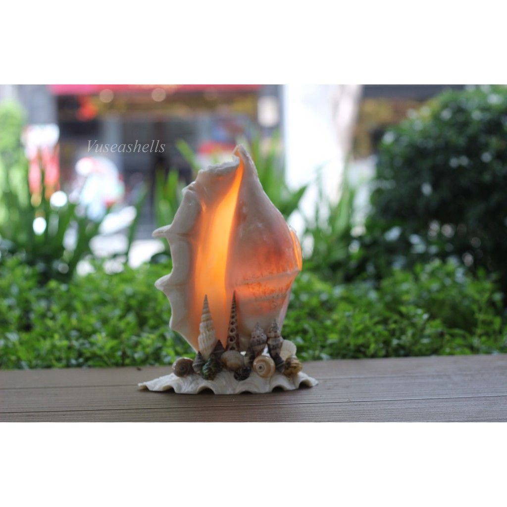 Đèn Vỏ Ốc Trang Trí,Vỏ Ốc Tai Bè, Màu sắc Tự Nhiên Cao 30cm