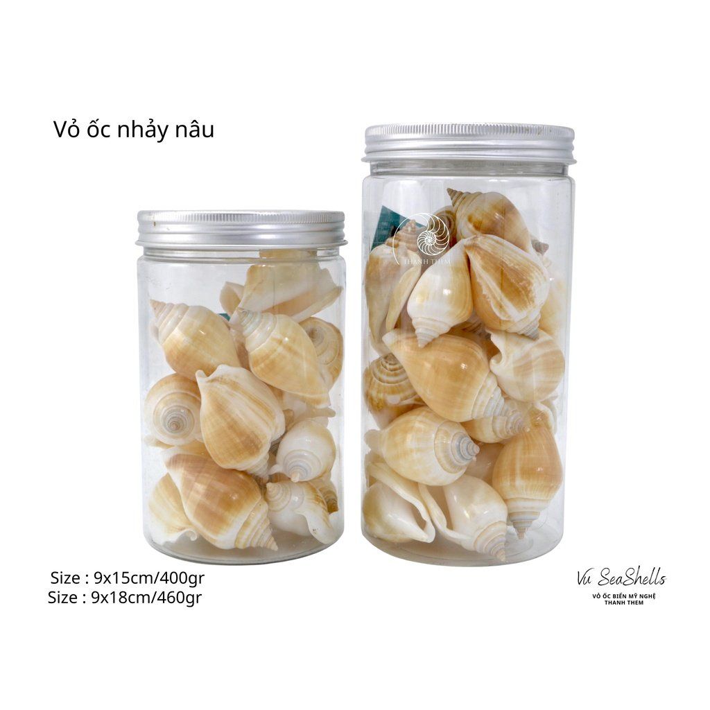 Vỏ Ốc Biển - Hủ Vỏ Ốc Nhảy - Dùng Trong Trang Trí - Decor Chụp Ảnh