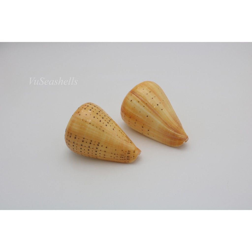Vỏ Ốc Cối Vàng, Đủ kích thước,màu sắc tự nhiên