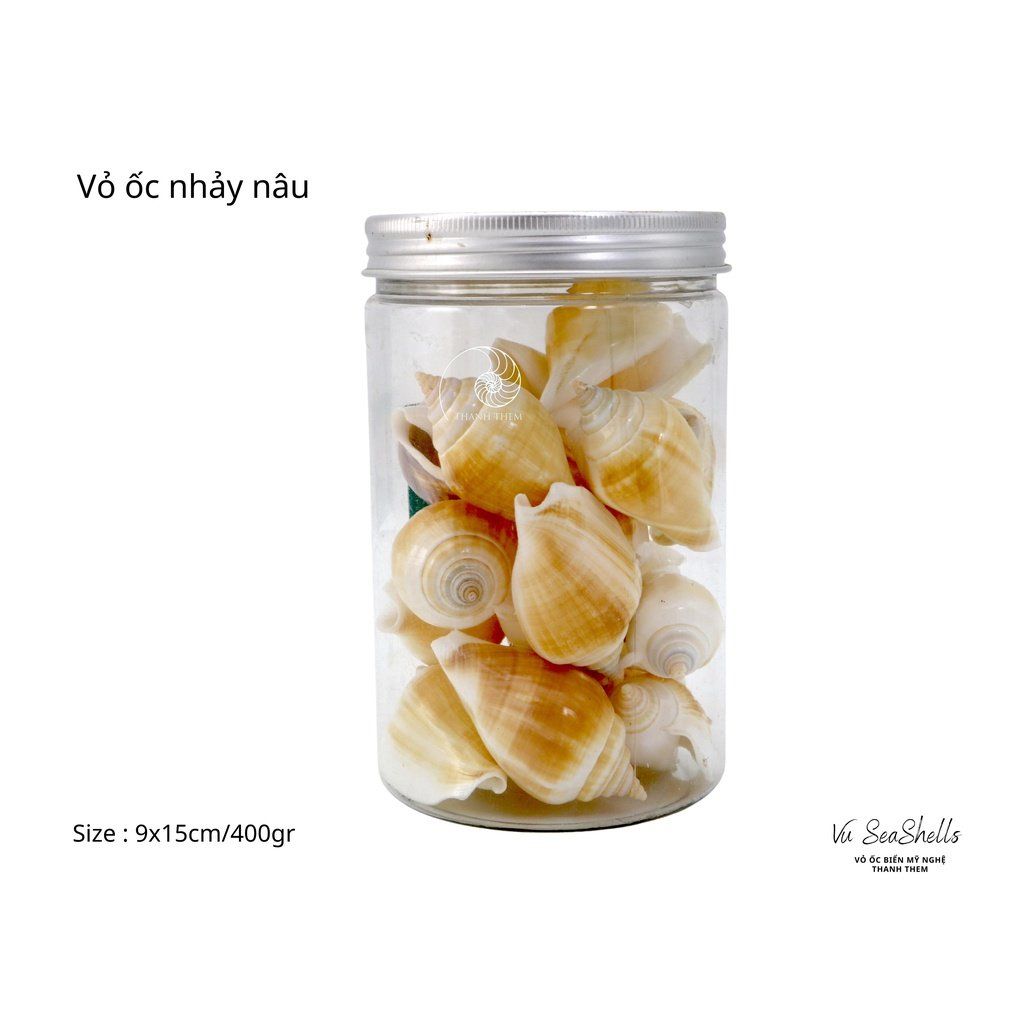 Vỏ Ốc Biển - Hủ Vỏ Ốc Nhảy - Dùng Trong Trang Trí - Decor Chụp Ảnh
