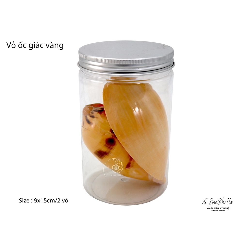 Vỏ Ốc Biển - Hủ Vỏ Ốc Giác - Dùng Trong Trang Trí - Decor Chụp Ảnh