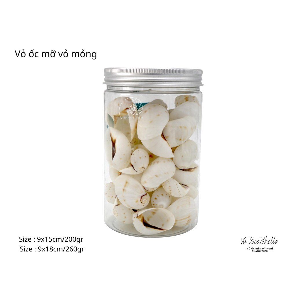 Vỏ Ốc Biển - Hủ Vỏ Ốc Mỡ Trắng Mỏng - Dùng Trong Trang Trí - Decor Chụp Ảnh