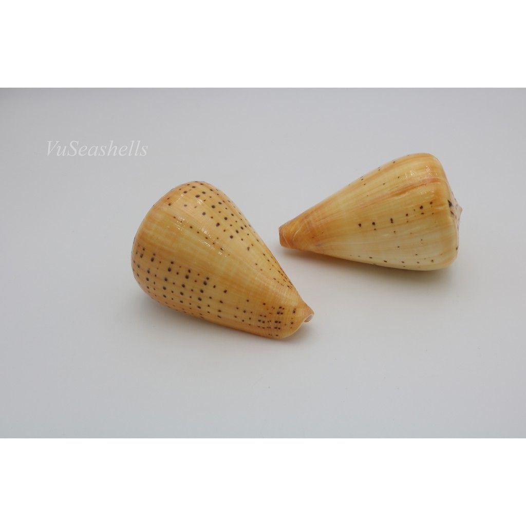 Vỏ Ốc Cối Vàng, Đủ kích thước,màu sắc tự nhiên