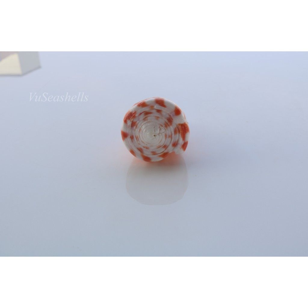 Vỏ Ốc Cối Đỏ