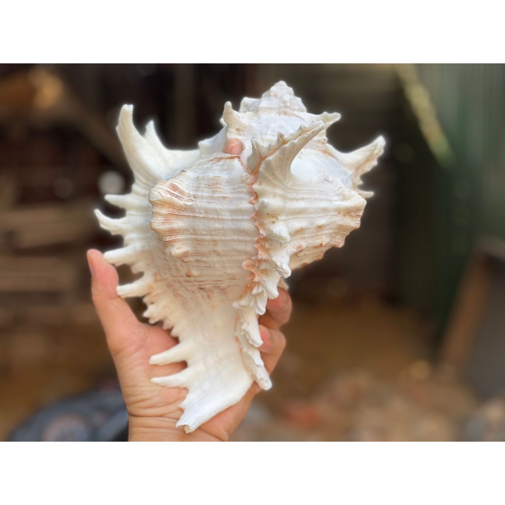 Vỏ Ốc Gai Trắng Lớn