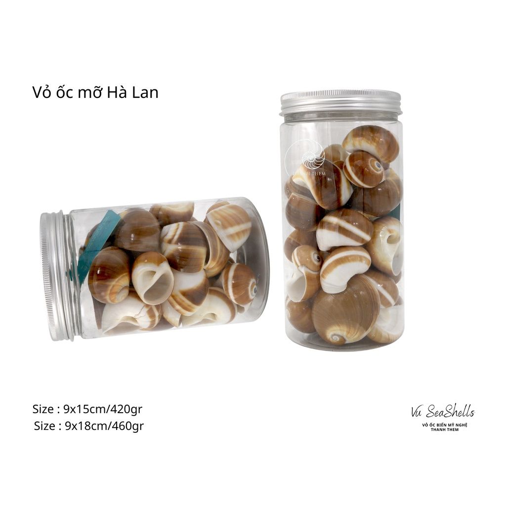 Vỏ Ốc Biển - Hủ Vỏ Ốc Mỡ Hà Lan - Dùng Trong Trang Trí - Decor Chụp Ảnh