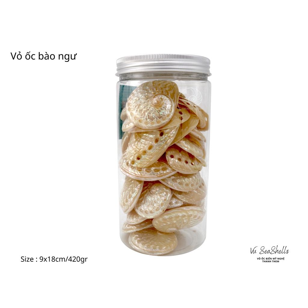 Vỏ Ốc Biển - Hủ Vỏ Ốc Bào Ngư - Dùng Trong Trang Trí - Decor Chụp Ảnh
