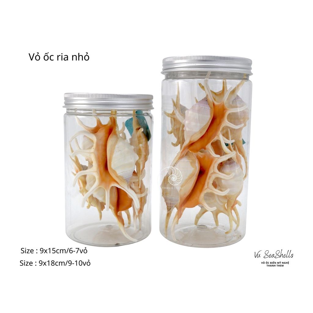 Vỏ Ốc Biển - Hủ Vỏ Ốc Tai Ria - Dùng Trong Trang Trí - Decor Chụp Ảnh